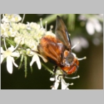 Phasia hemiptera - Raupenfliege m26.jpg